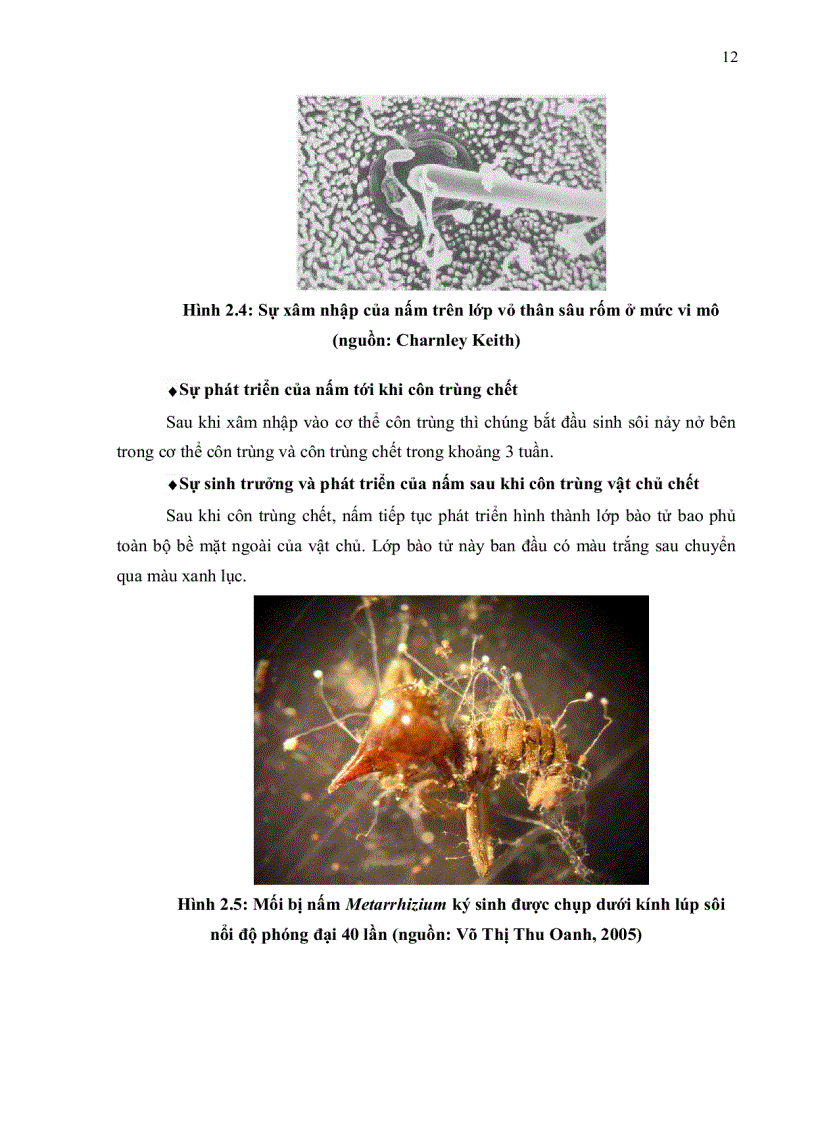 image for page XÁC ĐỊNH GEN GÂY ĐỘC VÀ TÍNH ĐA DẠNG DI TRUYỀN CỦA NẤM Metarrhizium anisopliae KÝ SINH TRÊN CÔN TRÙNG