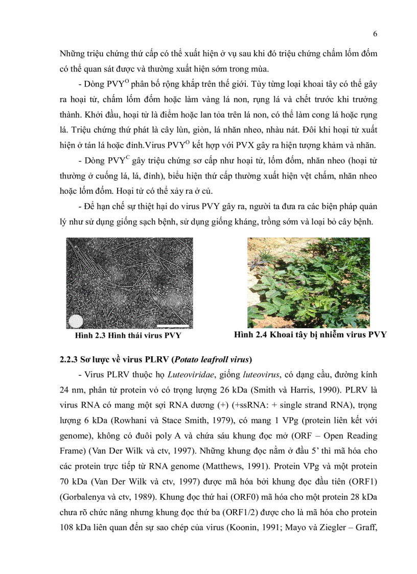 image for page Nghiên cứu một số virus trên khoai tây pvx pvy plrv tại đà lạt bằng kỹ thuật elisa rt pcr và giải trình tự