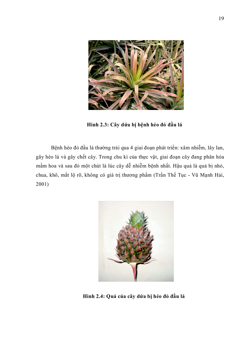 image for page XÂY DỰNG QUY TRÌNH PHÁT HIỆN VIRUS PMWaV 1 GÂY BỆNH HÉO ĐỎ ĐẦU LÁ Mealybug wilt TRÊN CÂY DỨA CAYENNE BẰNG PHƯƠNG PHÁP RT PCR