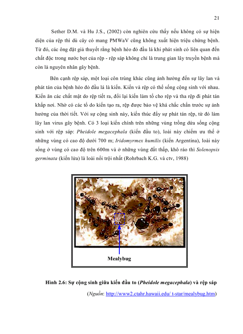image for page XÂY DỰNG QUY TRÌNH PHÁT HIỆN VIRUS PMWaV 1 GÂY BỆNH HÉO ĐỎ ĐẦU LÁ Mealybug wilt TRÊN CÂY DỨA CAYENNE BẰNG PHƯƠNG PHÁP RT PCR