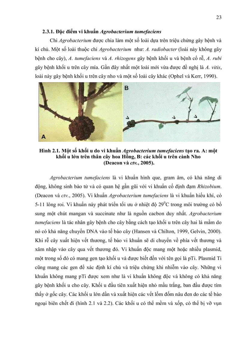image for page NGHIÊN CỨU KHẢ NĂNG CHUYỂN NẠP GEN CỦA HAI GIỐNG BÔNG VẢI SSR60F VÀ COKER 312 BẰNG VI KHUẨN Agrobacterium tumefaciens