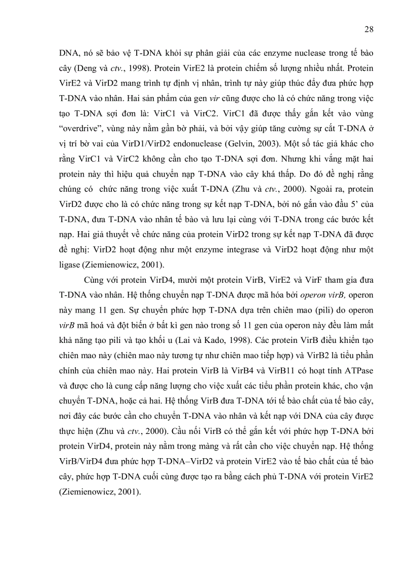 image for page NGHIÊN CỨU KHẢ NĂNG CHUYỂN NẠP GEN CỦA HAI GIỐNG BÔNG VẢI SSR60F VÀ COKER 312 BẰNG VI KHUẨN Agrobacterium tumefaciens