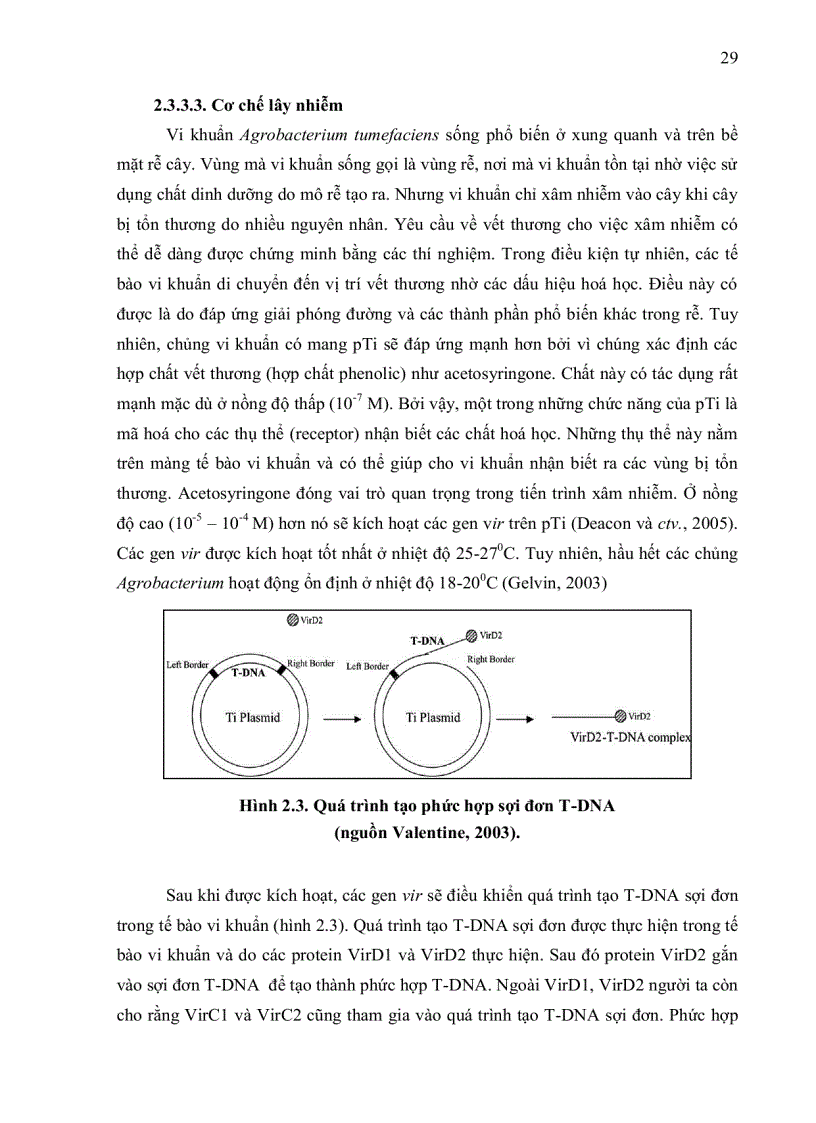 image for page NGHIÊN CỨU KHẢ NĂNG CHUYỂN NẠP GEN CỦA HAI GIỐNG BÔNG VẢI SSR60F VÀ COKER 312 BẰNG VI KHUẨN Agrobacterium tumefaciens