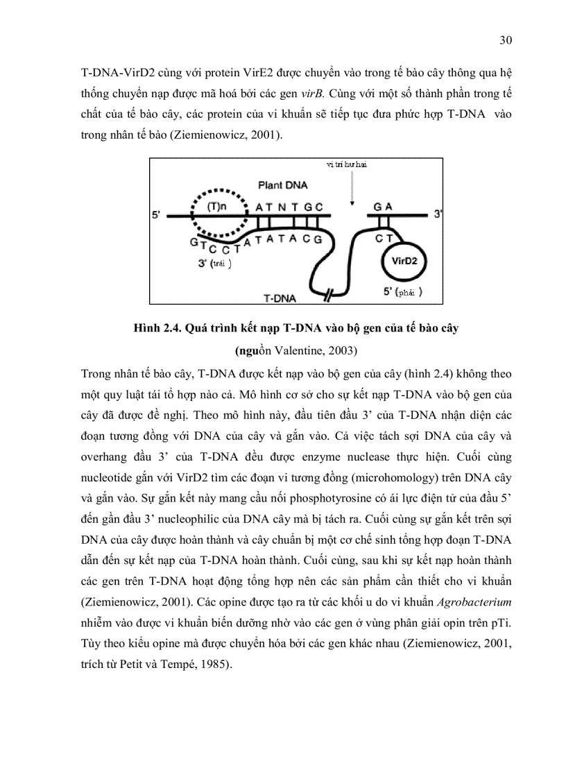 image for page NGHIÊN CỨU KHẢ NĂNG CHUYỂN NẠP GEN CỦA HAI GIỐNG BÔNG VẢI SSR60F VÀ COKER 312 BẰNG VI KHUẨN Agrobacterium tumefaciens