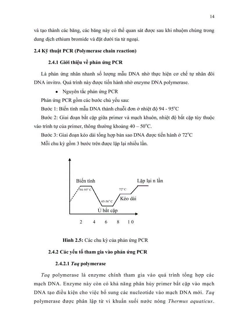 image for page Ứng dụng kỹ thuật PCR RFLP xác định các kiểu gen thụ thể prolactin trên giống heo Yorkshire