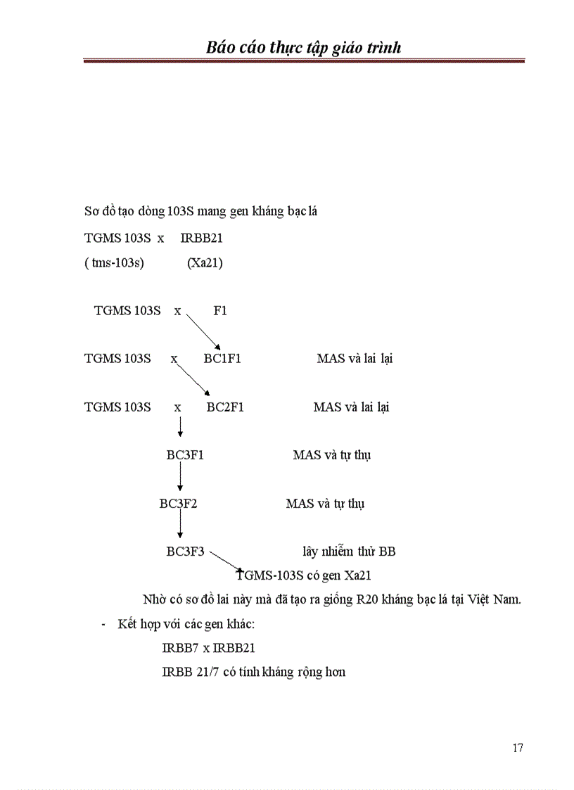 image for page Chọn tạo giống lúa kháng bạc lá trong hệ thống lúa lai hai dòng
