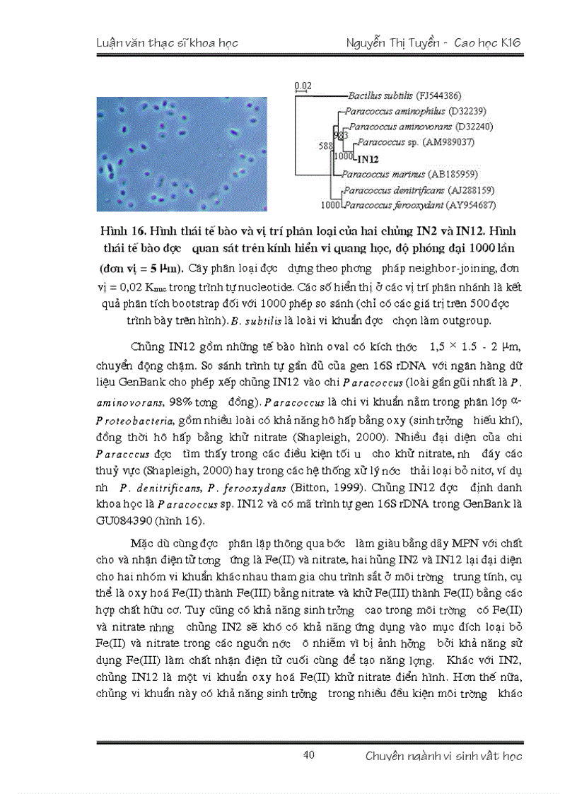 image for page VI KHUẨN OXY HÓA Fe II VÀ KHỬ NITRATE Ở VIỆT NAM TÍNH ĐA DẠNG VÀ TIỀM NĂNG ỨNG DỤNG