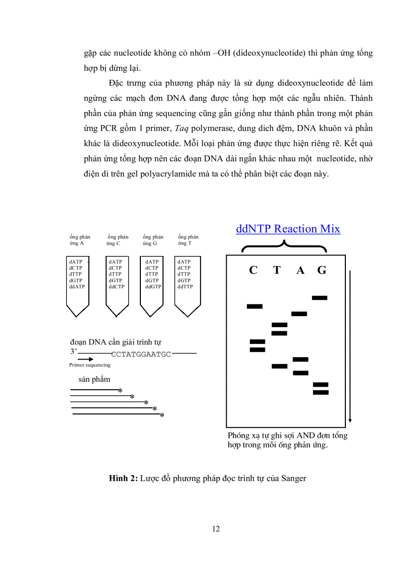 image for page Bước đầu đọc trình tự vùng rDNA ITS của nấm Rhizoctonia solani Kuhn