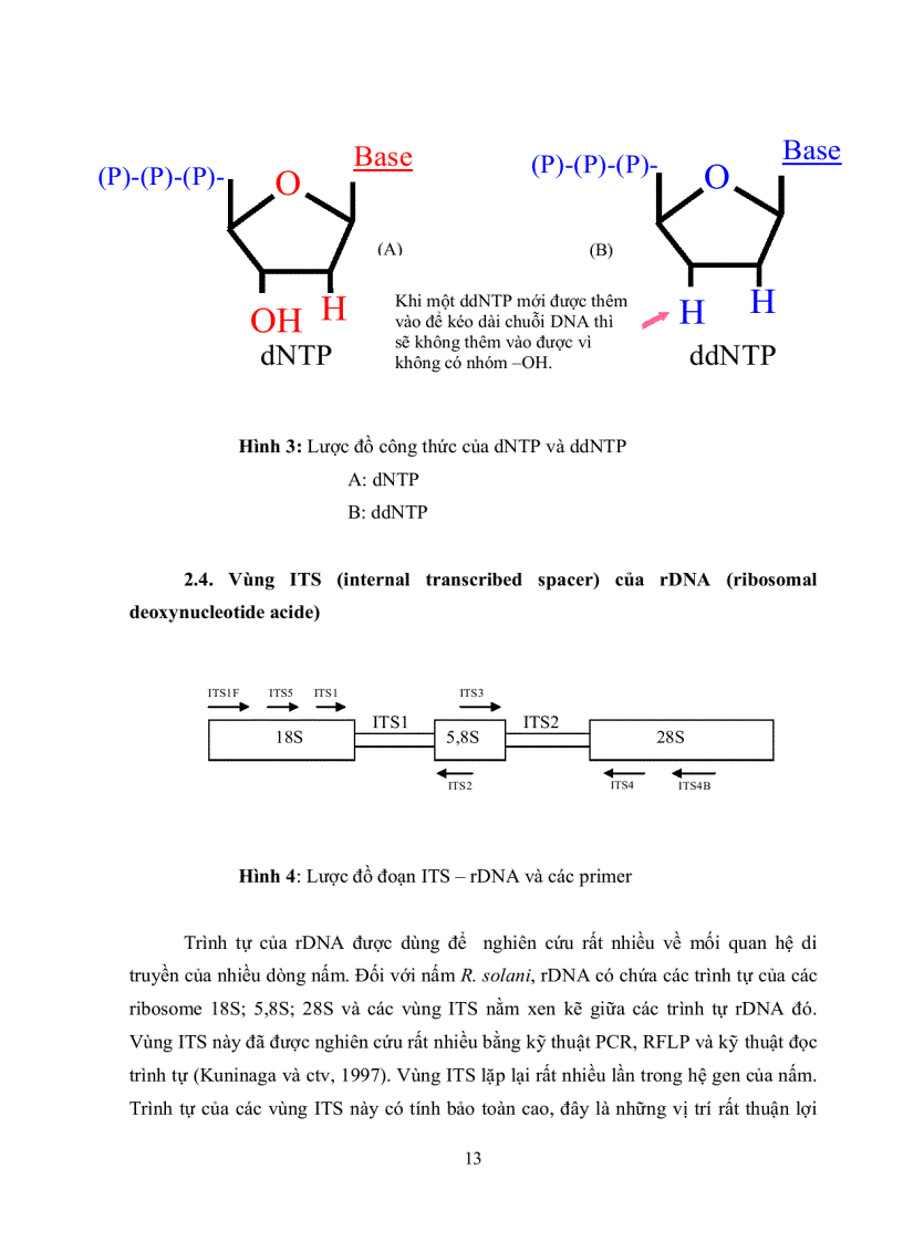 image for page Bước đầu đọc trình tự vùng rDNA ITS của nấm Rhizoctonia solani Kuhn