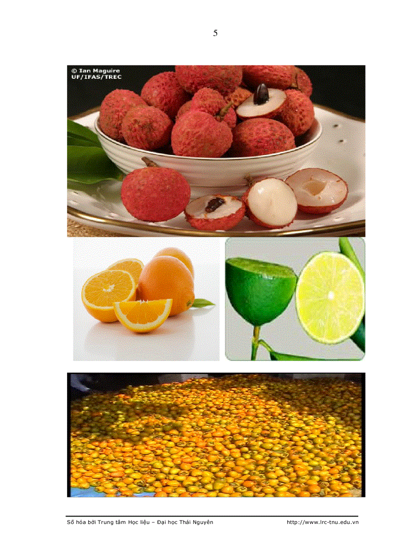 image for page Thực trạng và một số giải pháp nhằm phát triển cây ăn quả theo hướng bền vững trên địa bàn huyện lục ngạn tỉnh bắc giang