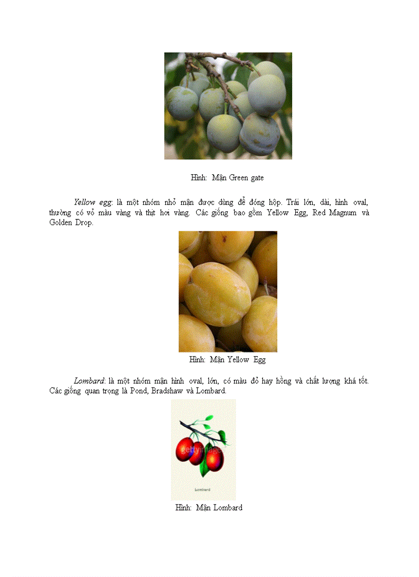 Tổng quan về trái cây vị chua và ứng dụng trong sản xuất