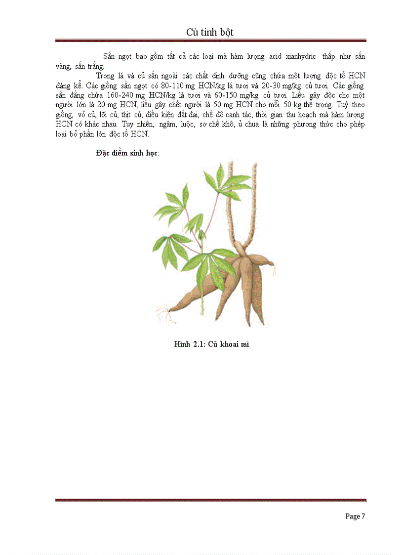 image for page Củ tinh bột và giá trị sử dụng