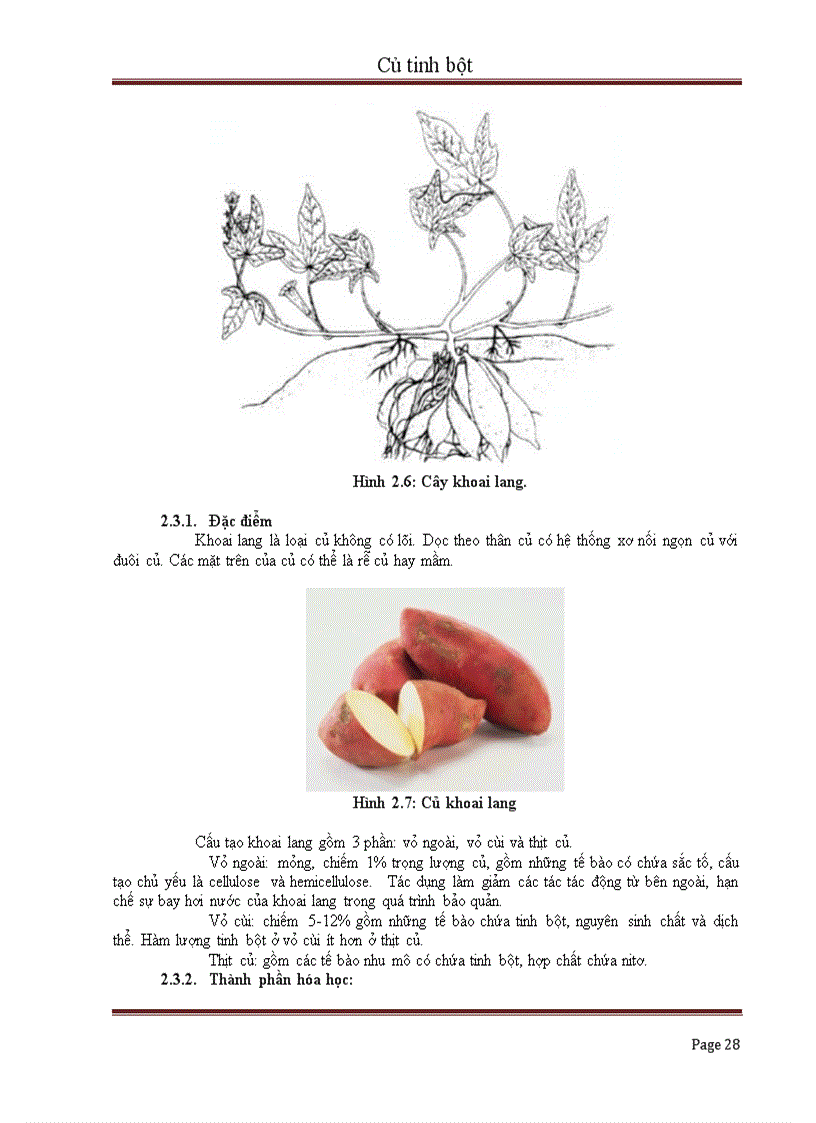 image for page Củ tinh bột và giá trị sử dụng