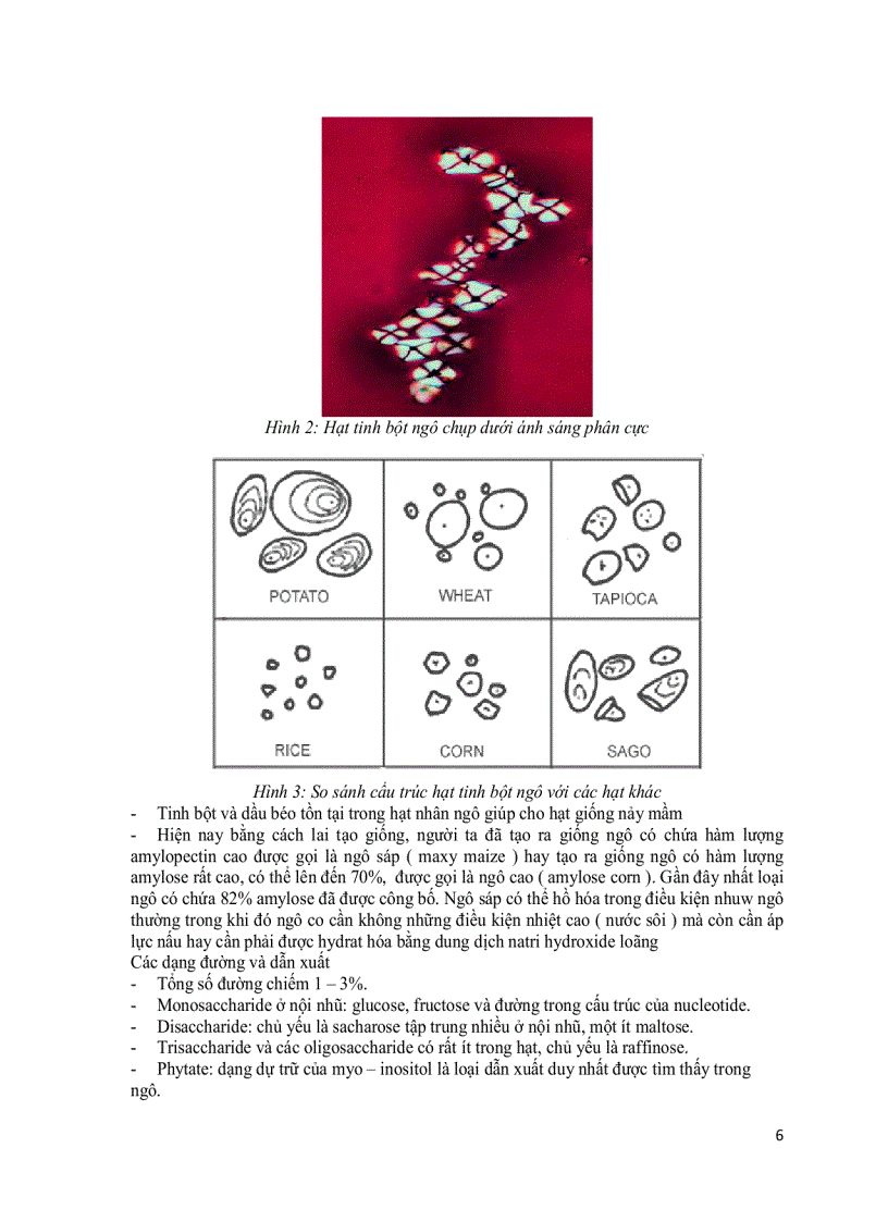 image for page Tinh bột bắp Công nghệ sản xuất và ứng dụng