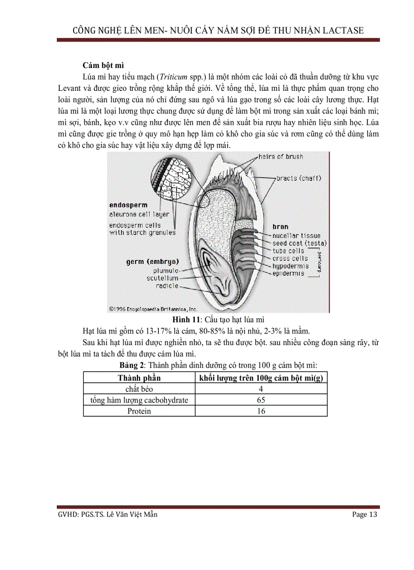 image for page Nuôi cấy nắm sợi để thu nhận lactase
