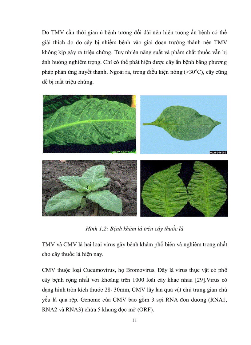 image for page Nghiên cứu quy trình chuyển gen vào giống thuốc lá C9 1 nhằm tạo cây thuốc lá chuyển gen kháng bệnh khảm lá