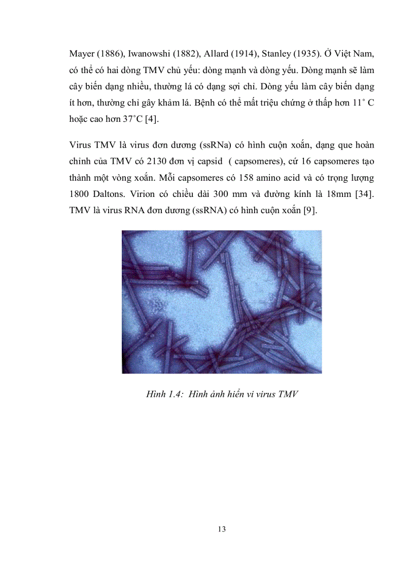 image for page Nghiên cứu quy trình chuyển gen vào giống thuốc lá C9 1 nhằm tạo cây thuốc lá chuyển gen kháng bệnh khảm lá
