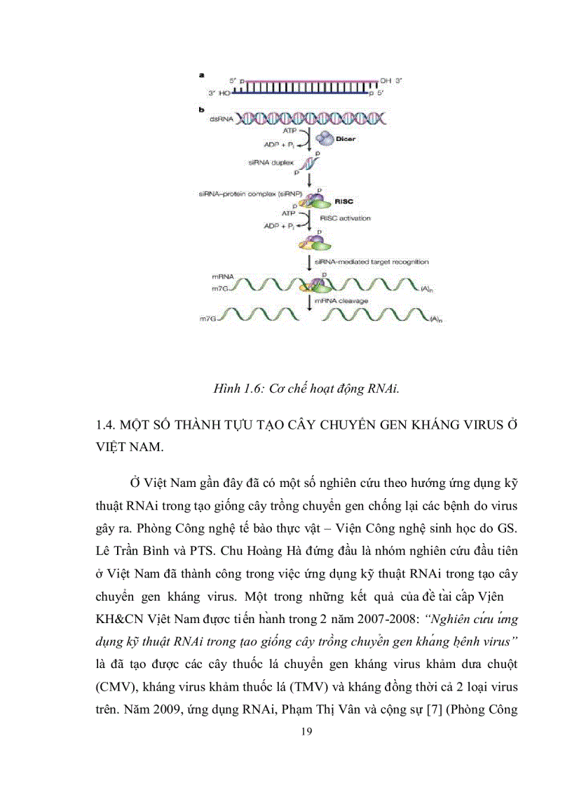 image for page Nghiên cứu quy trình chuyển gen vào giống thuốc lá C9 1 nhằm tạo cây thuốc lá chuyển gen kháng bệnh khảm lá