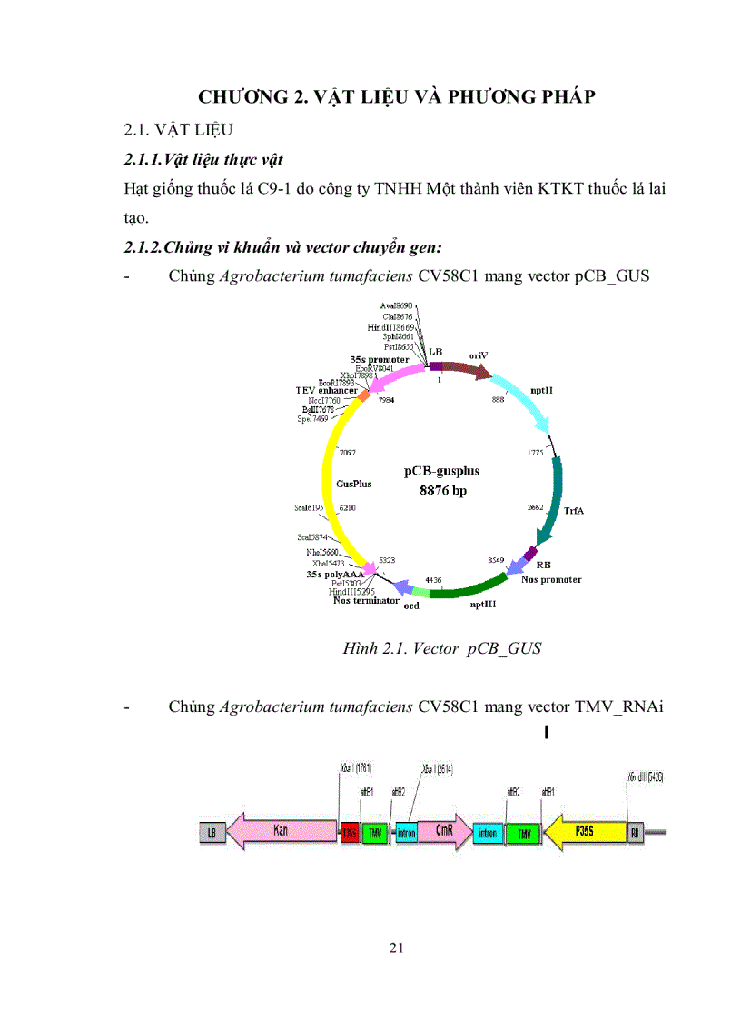 image for page Nghiên cứu quy trình chuyển gen vào giống thuốc lá C9 1 nhằm tạo cây thuốc lá chuyển gen kháng bệnh khảm lá
