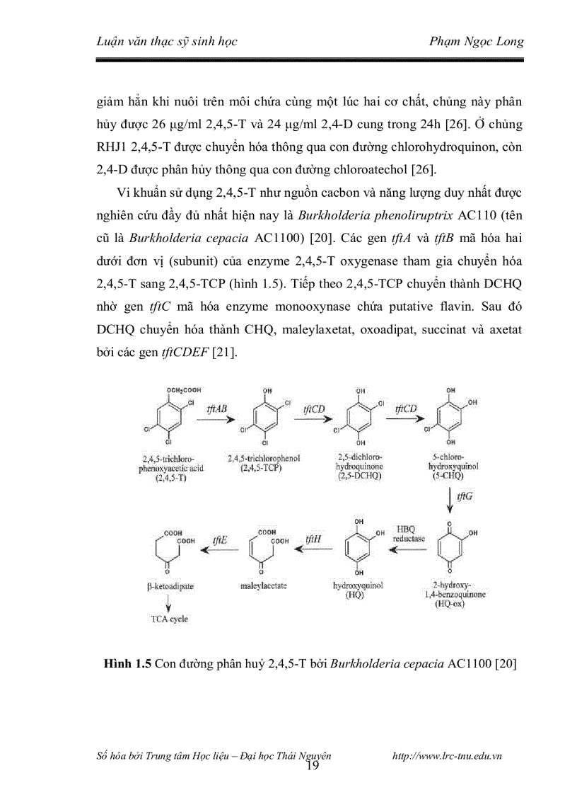 image for page Nghiên cứu khả năng phân hủy 2 4 5 t và đặc điểm phân loại của chủng vi khuẩn phân lập từ các bioreactor xử lý đất nhiễm chất diệt cỏ dioxin