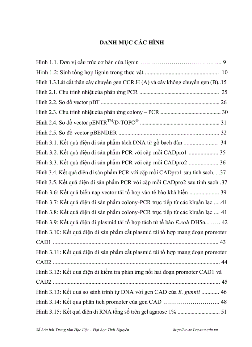 image for page Phân lập promoter của gen mã hóa cho enzyme cinnamyl alcohol dehydrogenase cad và thiết kế vector chuyển gen mang đoạn gen mã hóa cho enzyme cinnamo
