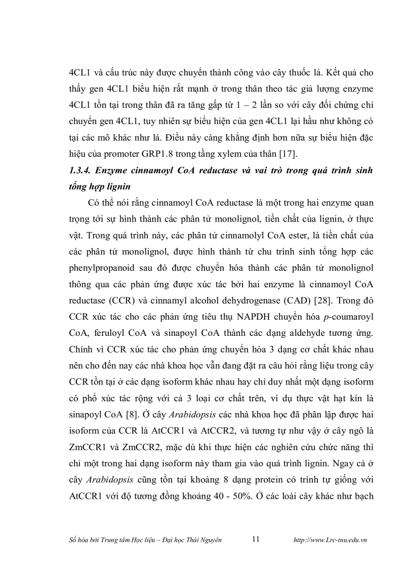 image for page Phân lập promoter của gen mã hóa cho enzyme cinnamyl alcohol dehydrogenase cad và thiết kế vector chuyển gen mang đoạn gen mã hóa cho enzyme cinnamo