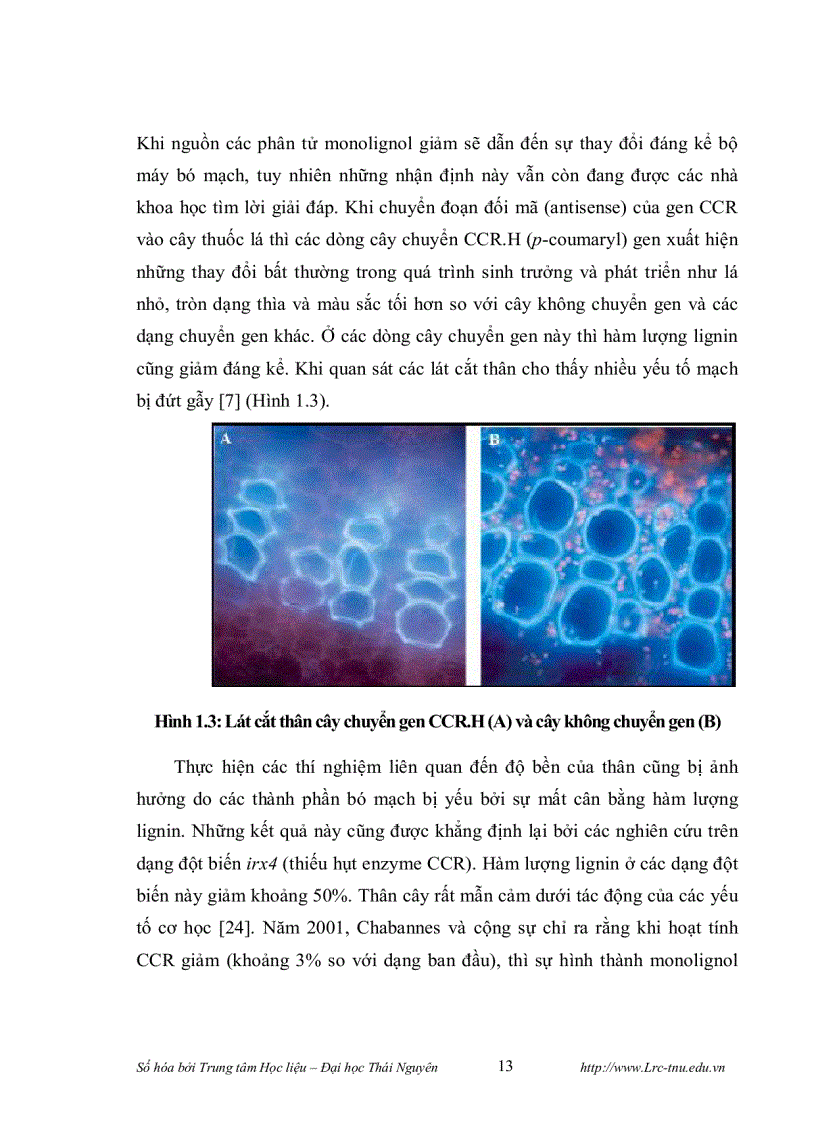 image for page Phân lập promoter của gen mã hóa cho enzyme cinnamyl alcohol dehydrogenase cad và thiết kế vector chuyển gen mang đoạn gen mã hóa cho enzyme cinnamo