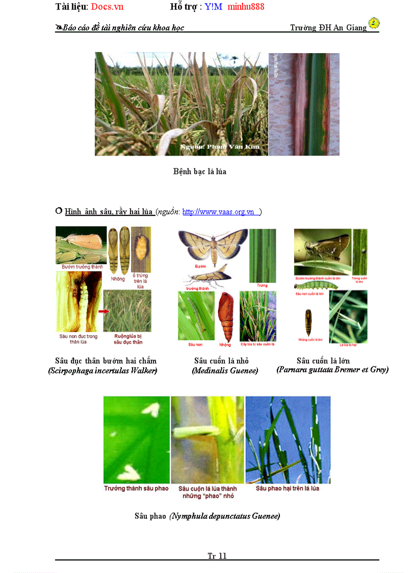 image for page Điều tra quá trình canh tác lúa đông xuân 2009 2010 tại Mỹ hội đông chợ Mới An Giang