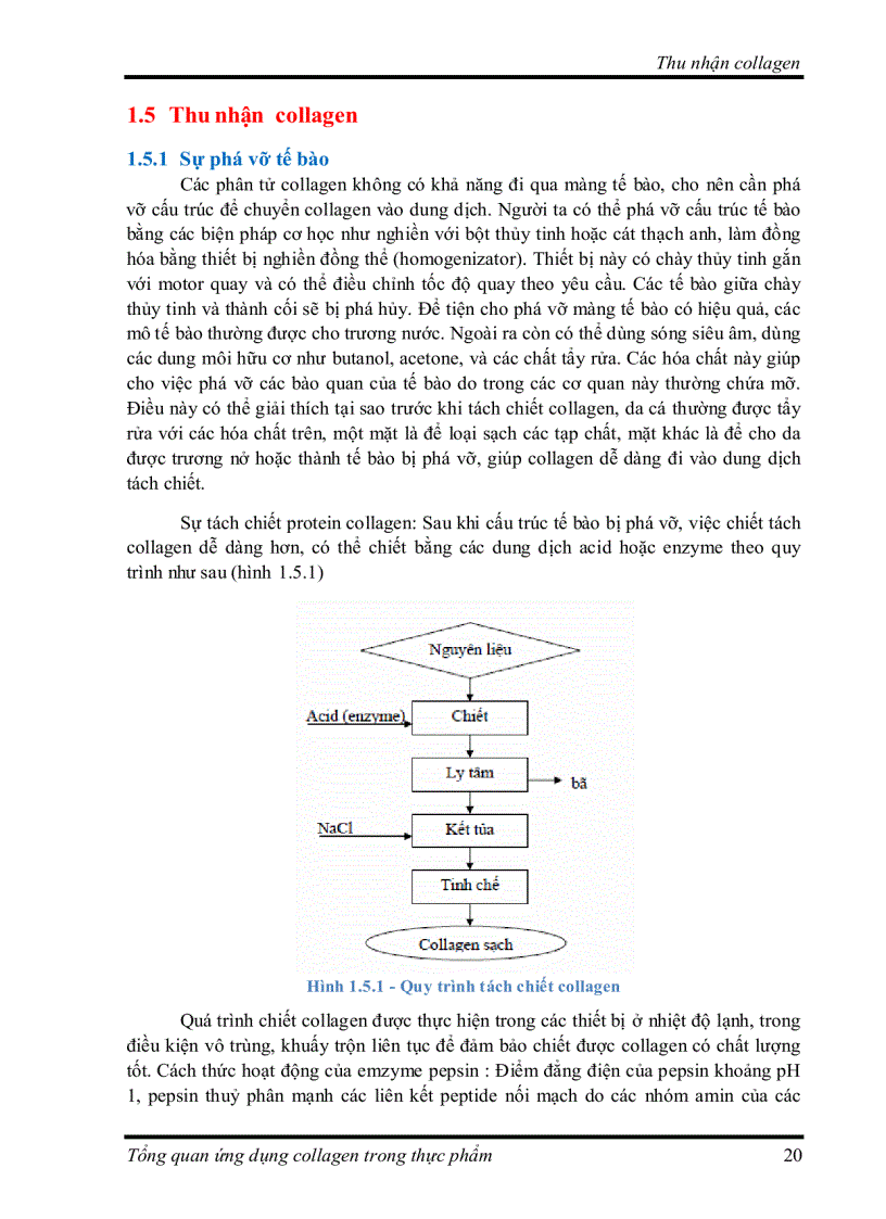 image for page Tìm hiểu về Ứng dụng collagen trong thực phẩm