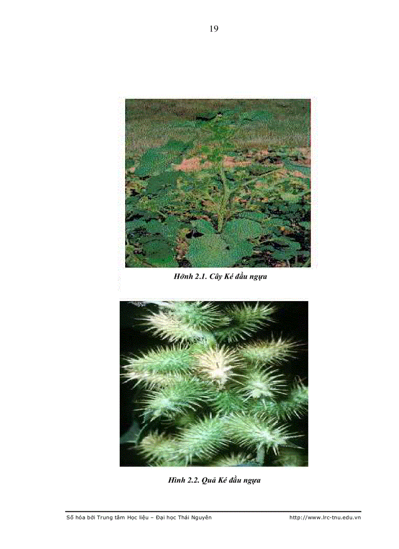 image for page Nghiên cứu hóa học các hợp chất có hoạt tính sinh học trong quả ké đầu ngựa xanthium strumarium l