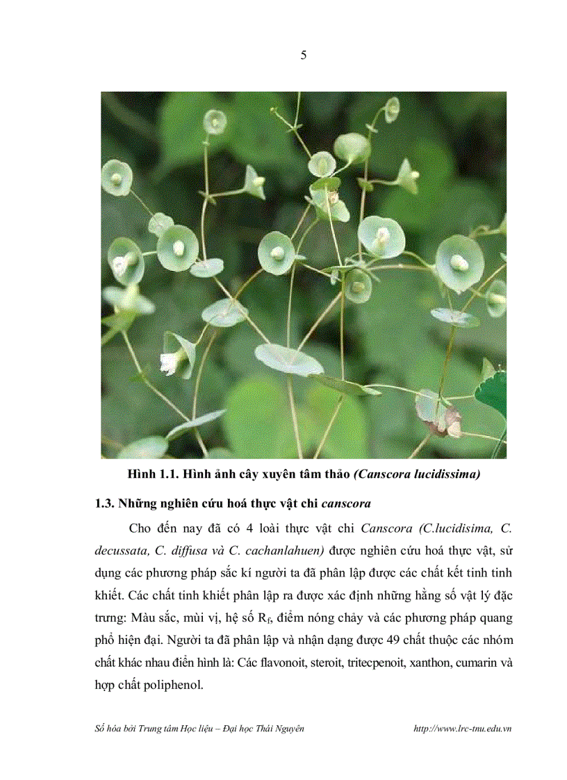 image for page Nghiên cứu thành phần hoá học cây xuyên tâm thảo canscora lucidissima họ long đởm gentianaceae ở cao bằng