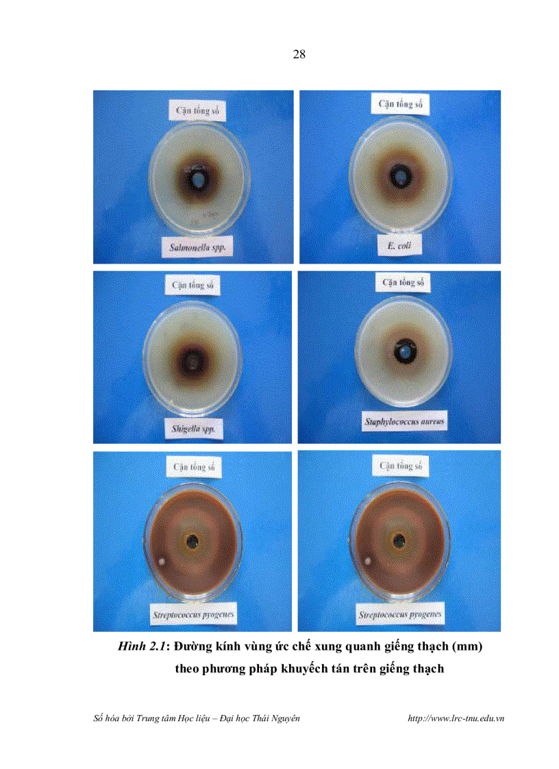 image for page Nghiên cứu thành phần hoá học cây xuyên tâm thảo canscora lucidissima họ long đởm gentianaceae ở cao bằng