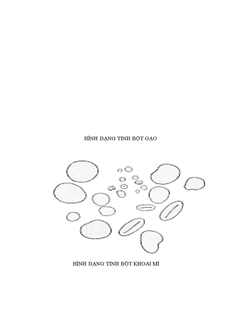 image for page Tìm hiểu về các polysaccharide cấu trúc