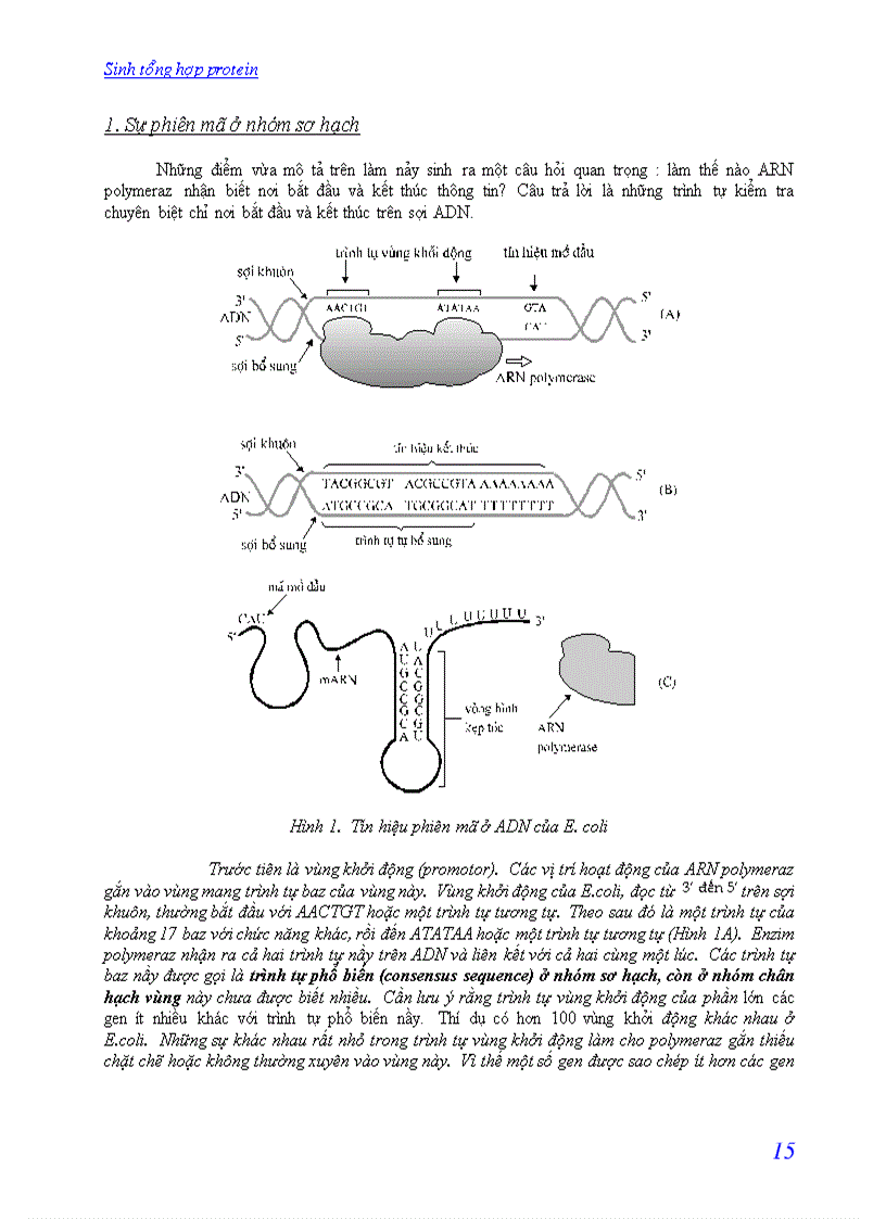 image for page Quá trình sinh tổng hợp protein