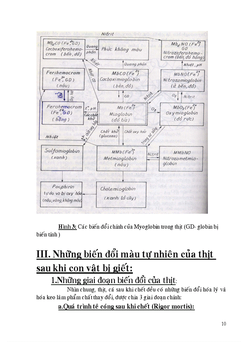 image for page Những biến đổi màu của thịt trong chế biến và bảo quản