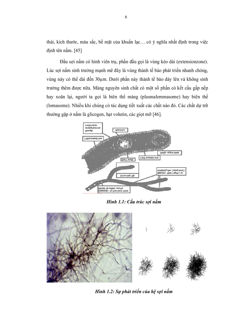 image for page Nghiên cứu khả năng sinh hoạt chất đối kháng vi sinh vật gây bệnh cho cây trồng của các chủng nấm sợi phân lập từ rừng Đà Lạt