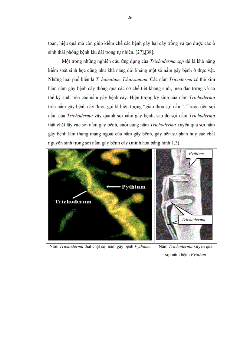 image for page Nghiên cứu khả năng sinh hoạt chất đối kháng vi sinh vật gây bệnh cho cây trồng của các chủng nấm sợi phân lập từ rừng Đà Lạt