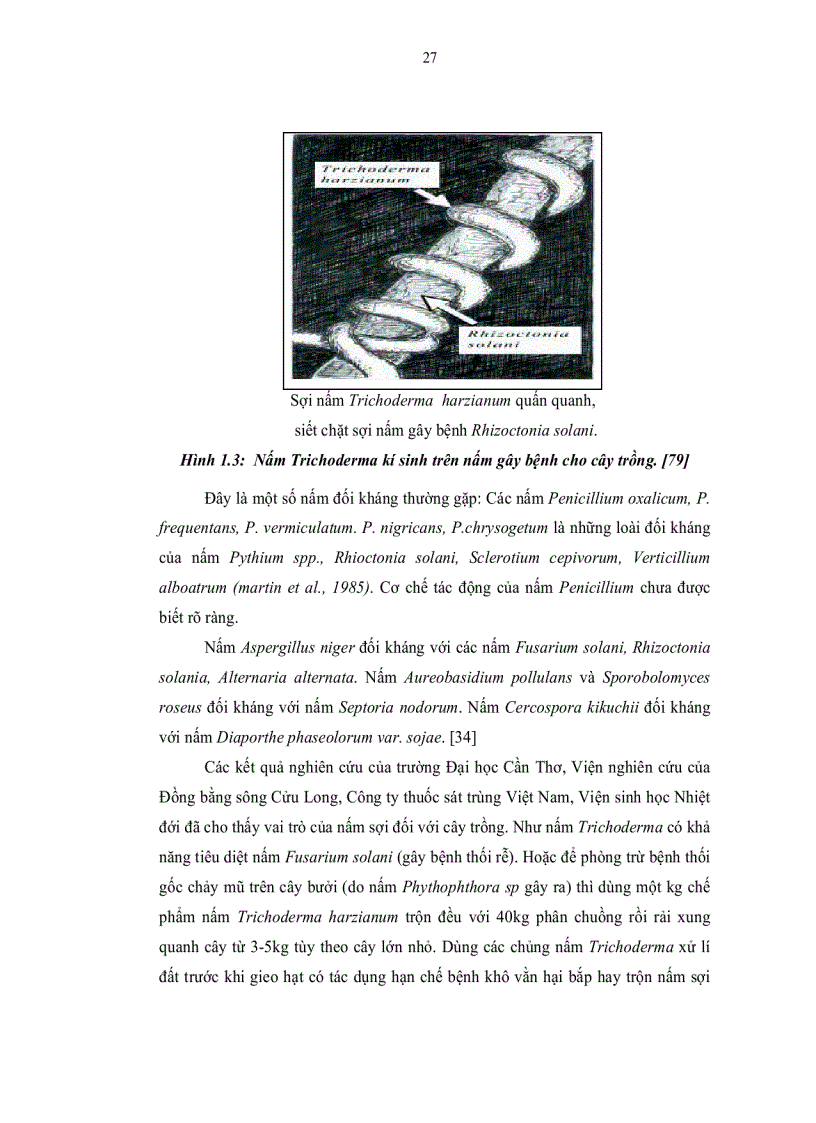 image for page Nghiên cứu khả năng sinh hoạt chất đối kháng vi sinh vật gây bệnh cho cây trồng của các chủng nấm sợi phân lập từ rừng Đà Lạt