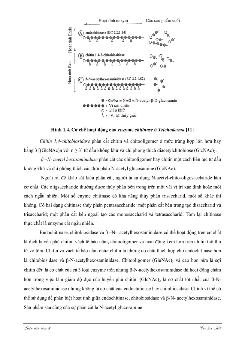 image for page Khảo sát khả năng sinh tổng hợp ENZYME CHITINASE của một số chủng nấm sợi thuộc giống ASPERGILLUS TRICHODERMA và ứng dụng