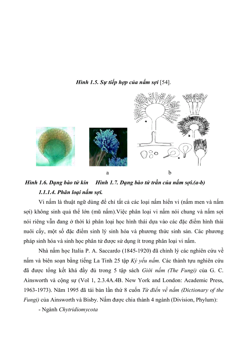 image for page Khảo sát khả năng sinh kháng sinh của các chủng nấm sợi phân lặp từ rừng ngập mặn huyện Cần Giờ thành phố Hồ Chí Minh