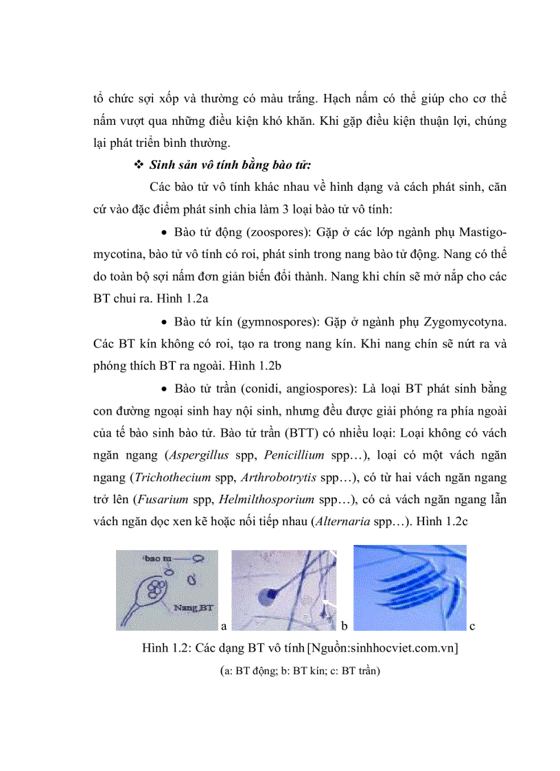 image for page Nghiên cứu khả năng phân giải CACBUAHYDRO của một số chủng nấm sợi phân lập từ rừng ngập mặn Cần Giờ