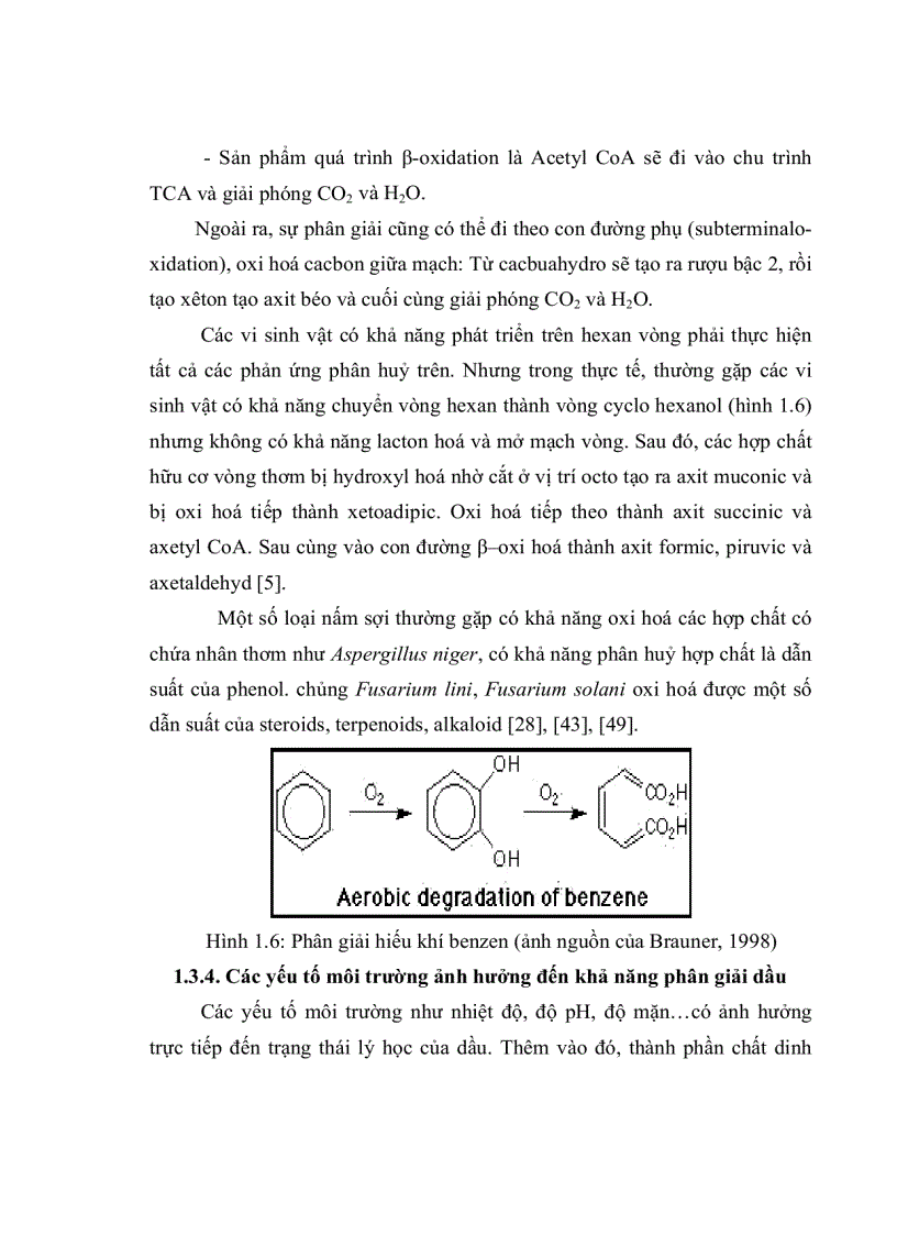 image for page Nghiên cứu khả năng phân giải CACBUAHYDRO của một số chủng nấm sợi phân lập từ rừng ngập mặn Cần Giờ