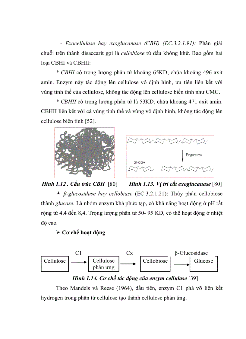 image for page Nghiên cứu khả năng sinh Enzym Cellulase của một số chủng nấm sợi phân lập từ rừng ngập mặn Cần Giờ
