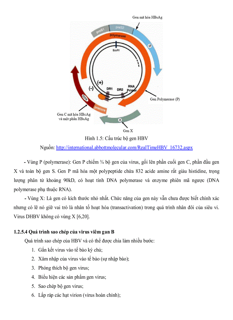 image for page Xây dựng quy trình phát hiện đột biến rtA181V T và rtN236T kháng ADEFOVIR của virus viêm gan B Hepatitis B Virus bằng kỹ thuật REAL TIME PCR