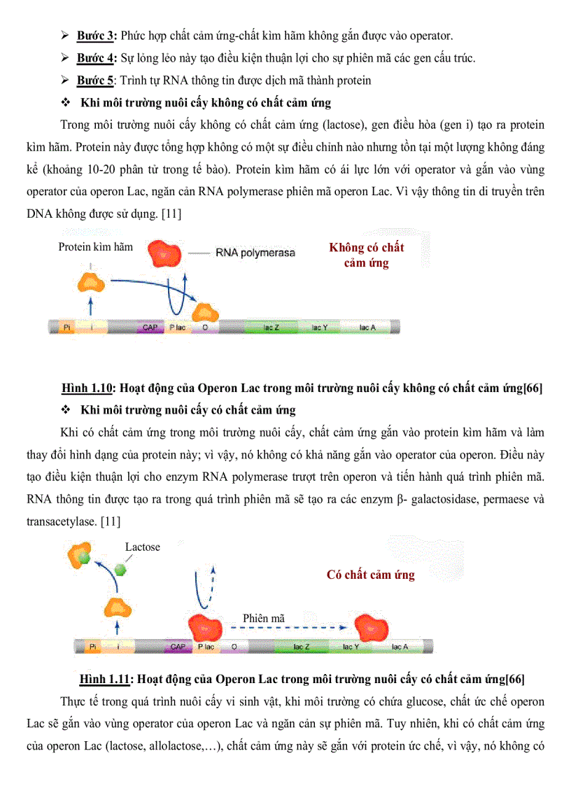 image for page Nghiên cứu sự tổng hợp cảm ứng Pectinase ở một số chủng Bacillus