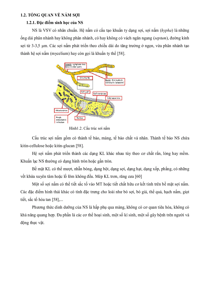 image for page Nghiên cứu thu nhận ENZYM AMYLASE một số chủng nấm sợi phân lập từ rừng ngập mặn Cần Giờ