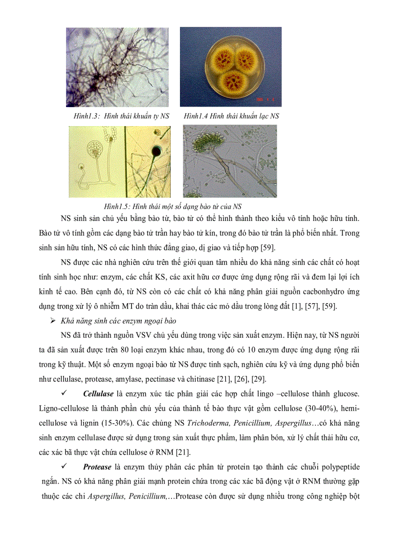 image for page Nghiên cứu thu nhận ENZYM AMYLASE một số chủng nấm sợi phân lập từ rừng ngập mặn Cần Giờ