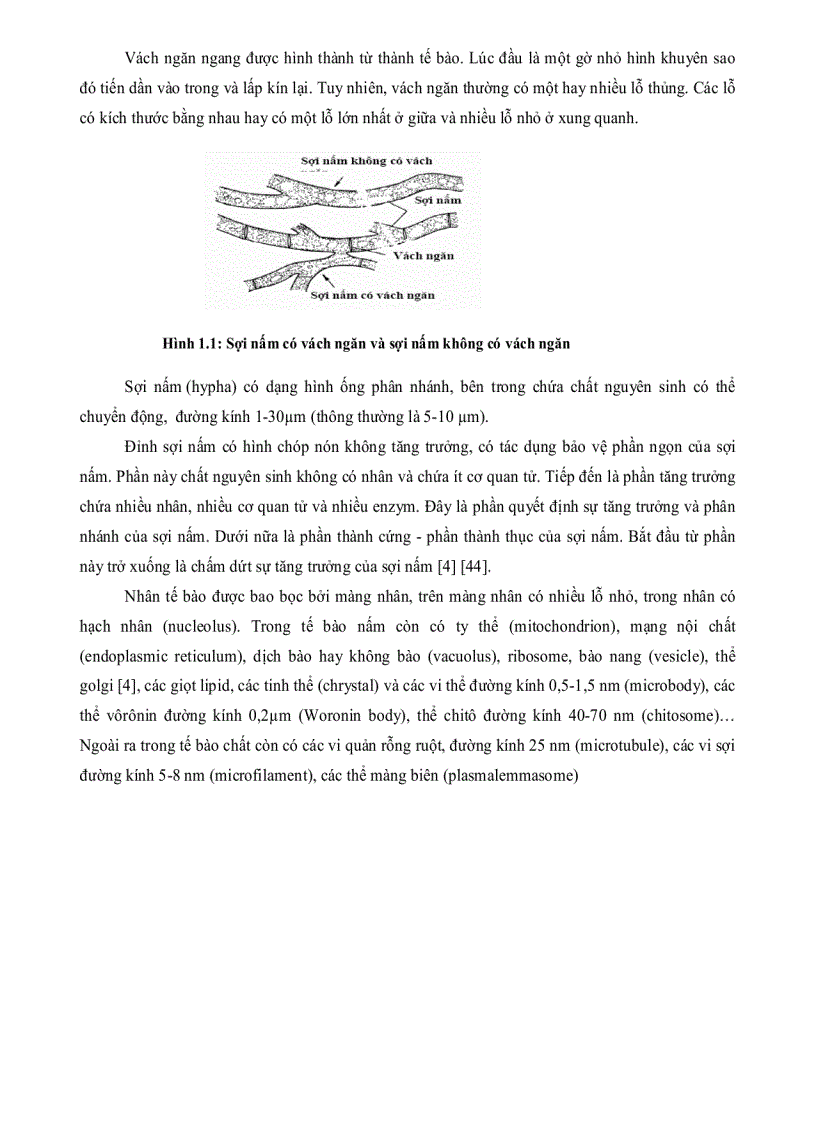 image for page Nghiên cứu khả năng sinh Enzym PROTEASE của một số chủng nấm sợi phân lập từ rừng ngập mặn Cần Giờ