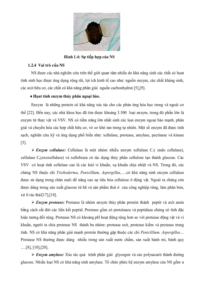 image for page Nghiên cứu khả năng sinh Enzym PROTEASE của một số chủng nấm sợi phân lập từ rừng ngập mặn Cần Giờ