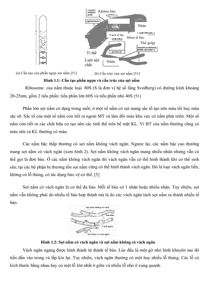 image for page Khảo sát đặc điểm sinh học một số nhóm nấm sợi từ rừng ngập mặn Cần Giờ TP Hồ Chí Minh